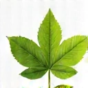 Iconiță stilizată reprezentând o frunză verde, simbolizând ingrediente naturale.